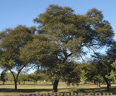 Acacia karoo